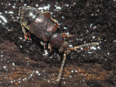 Lesteva punctata