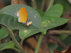 Eooxylides tharis distanti