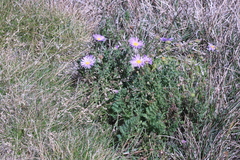 Brachyscome rigidula