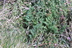 Brachyscome rigidula