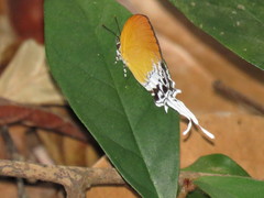 Eooxylides tharis distanti