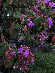 Pleroma semidecandrum