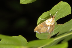 Agrotera nemoralis