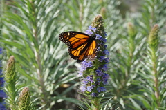 Danaus plexippus