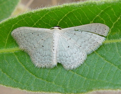 Scopula sublinearia