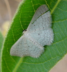 Scopula sublinearia