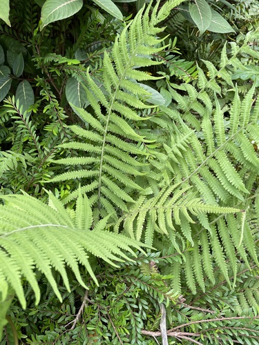 Christella parasitica