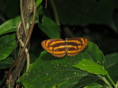 Lasippa heliodore dorelia