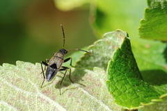 Rhyparochromus