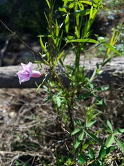 Ipomoea heptaphylla
