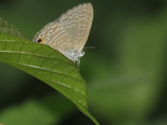 Catopyrops ancyra