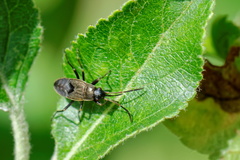 Rhyparochromus
