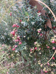 Acrothamnus