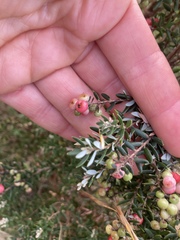 Acrothamnus