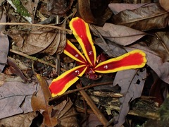 Etlingera littoralis