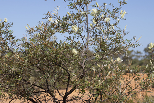 Grevillea sessilis, photograph 3