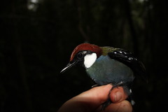 Spotted Jewel-Babbler photo 1