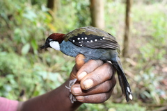 Spotted Jewel-Babbler photo 2