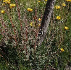 Leptospermum myrtifolium