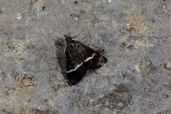 Pyrausta cingulata