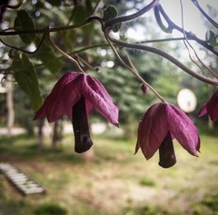 Rhodochiton atrosanguineus
