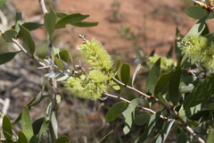 Melaleuca nervosa