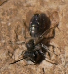 Andrena erigeniae