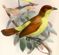 Yellow-Breasted Satinbird photo 2