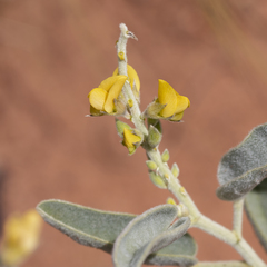Crotalaria smithiana
