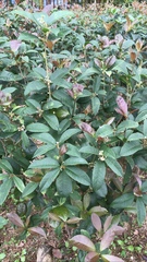 Osmanthus