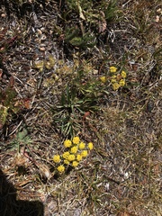 Bupleurum americanum