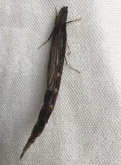 Atractocerus brevicornis