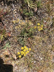 Bupleurum americanum