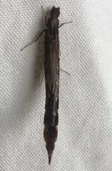 Atractocerus brevicornis