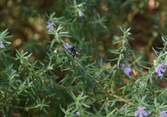 Xylocopa aerata