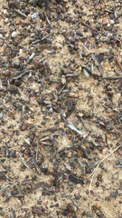 Iridomyrmex purpureus