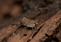 Ortholasma rugosum