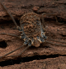 Ortholasma rugosum