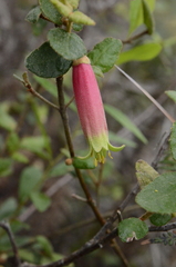 Correa reflexa speciosa