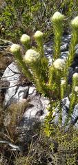 Phylica pubescens