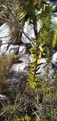 Phylica pubescens