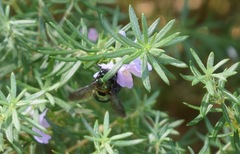 Xylocopa aerata