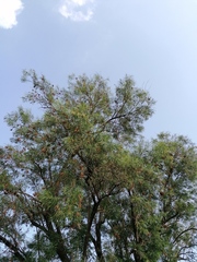 Astianthus viminalis