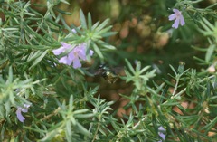 Xylocopa aerata
