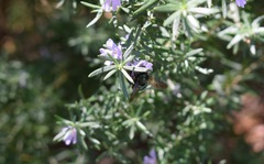 Xylocopa aerata