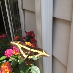 Heraclides cresphontes