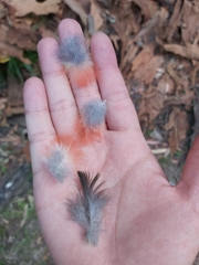 Psittaculidae