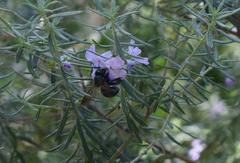 Xylocopa aerata