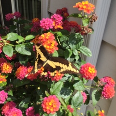 Heraclides cresphontes