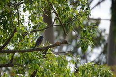 Sialia mexicana